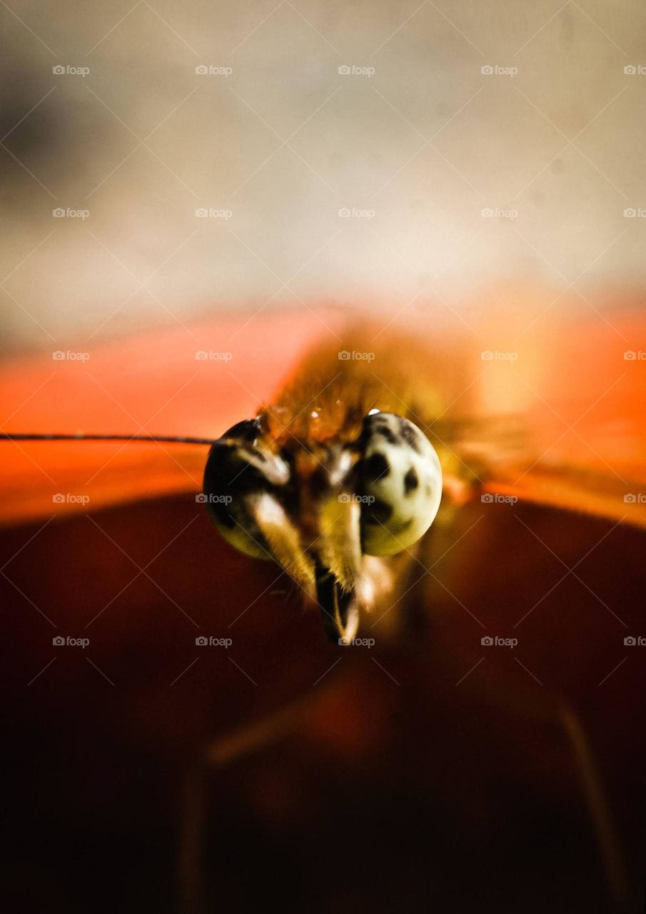 Macro shot of an Orange butterfly face, we van see the antenna and the compound eyes.