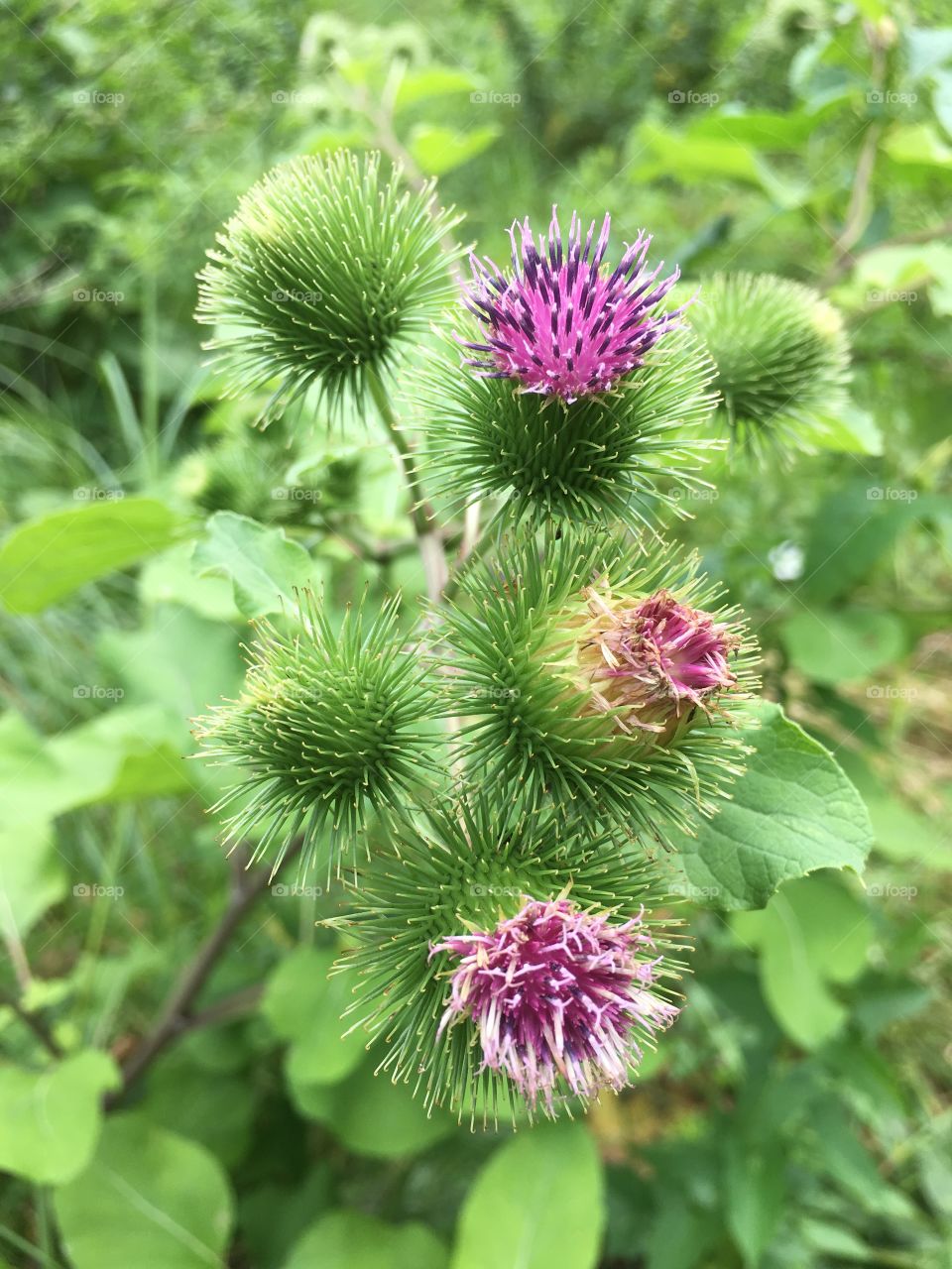 Five thistles 