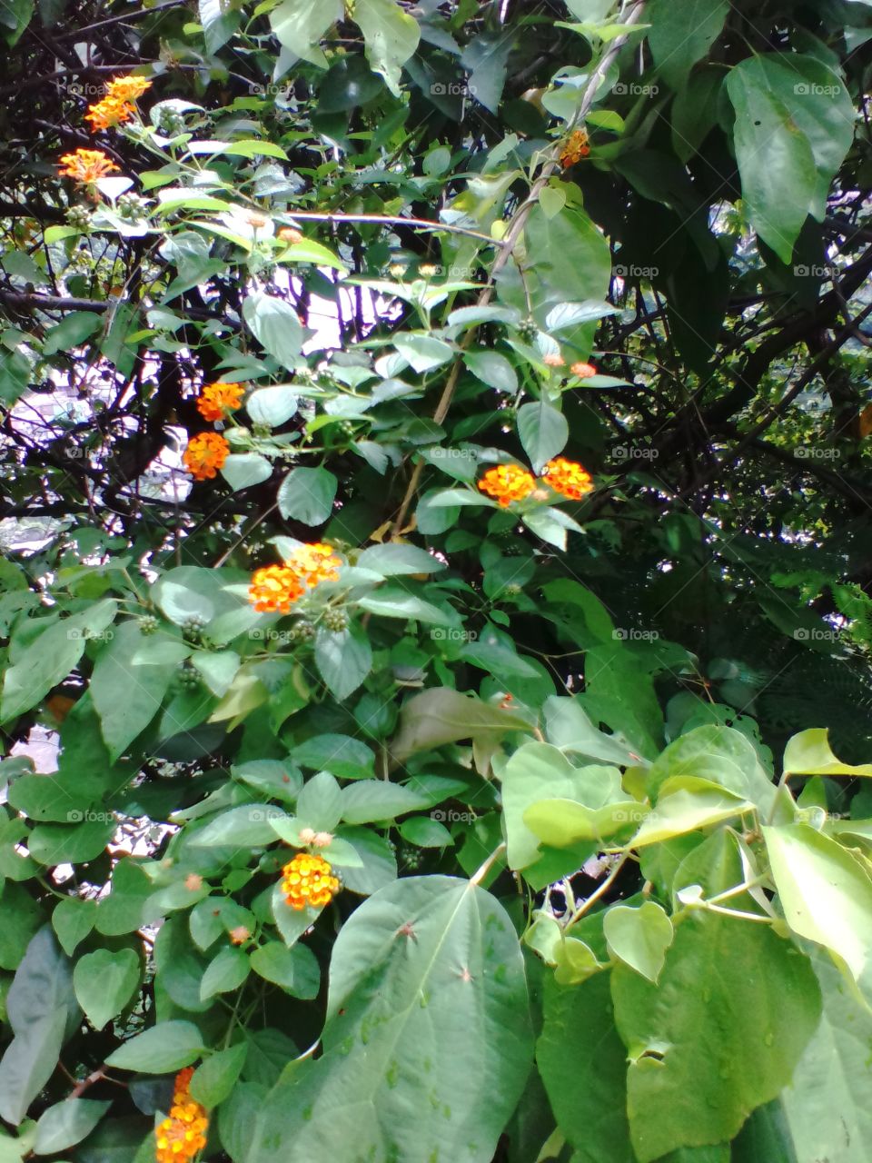 Leaf, Nature, Flora, Growth, Garden