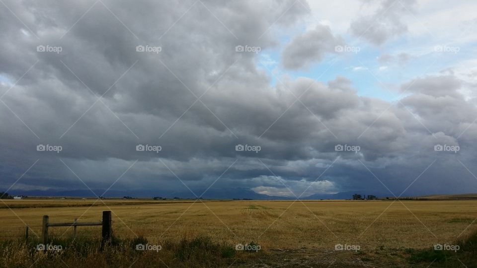 Dark clouds above a wheat field