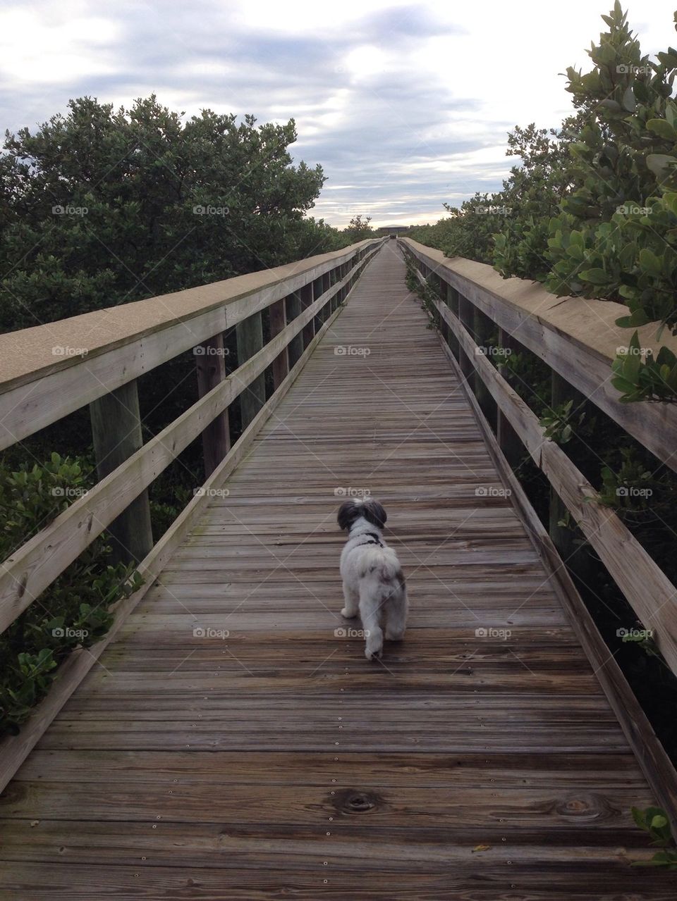Marley walking to the Inlet, east coast, Florida
