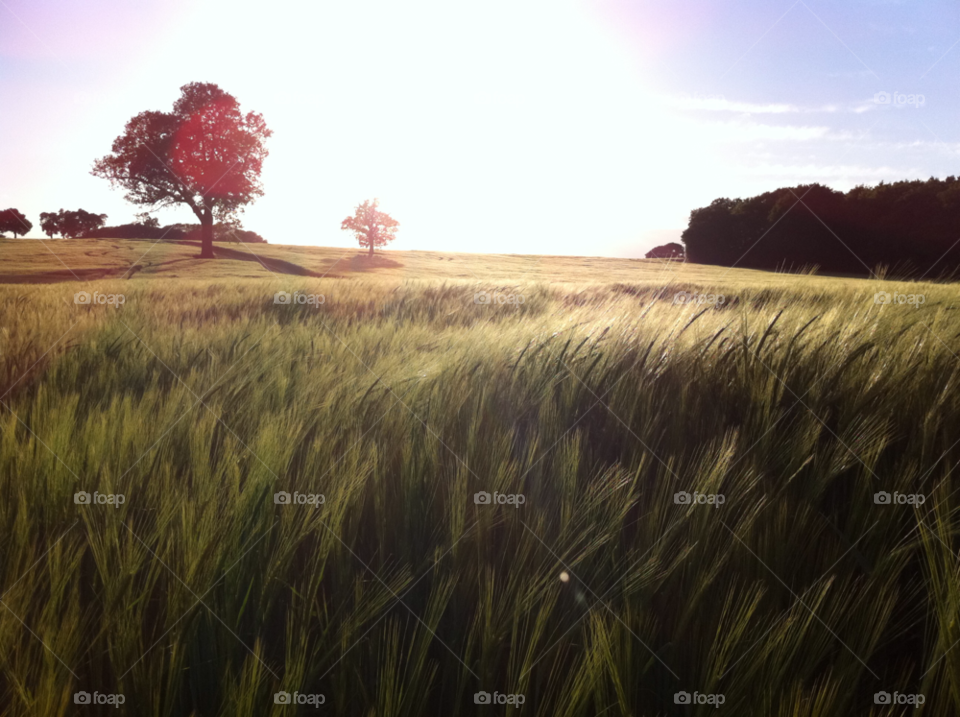 summer sunset barley by SirBluto
