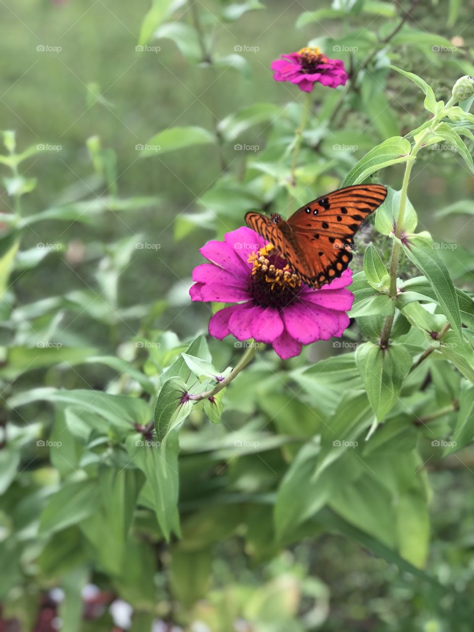 A beautiful lighthouse lady butterfly 