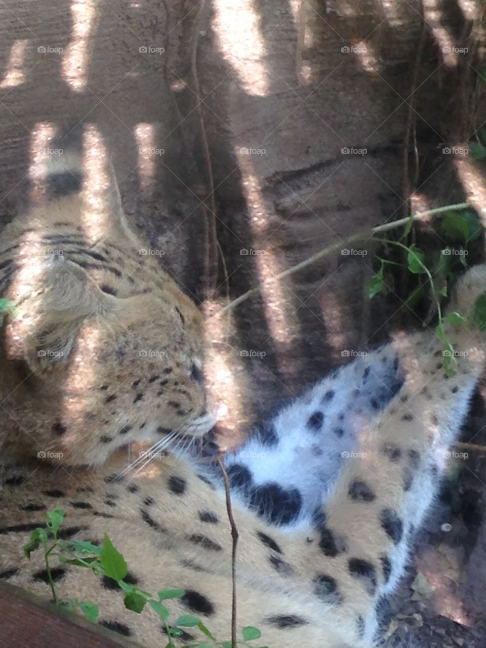 Cat, Mammal, Nature, Wildlife, No Person