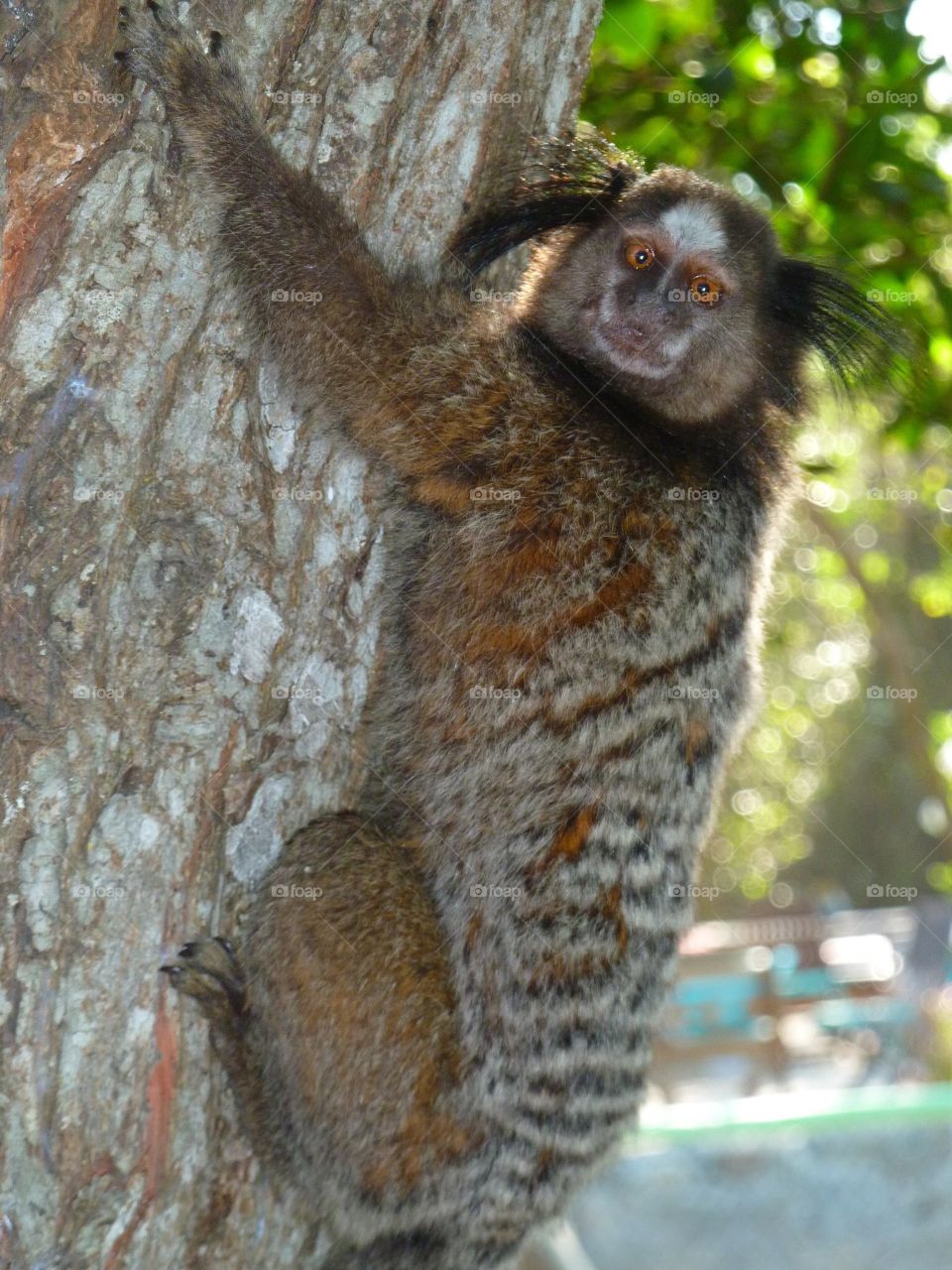 Wild living Monkey in Rio de Janeiro/ Brazil 