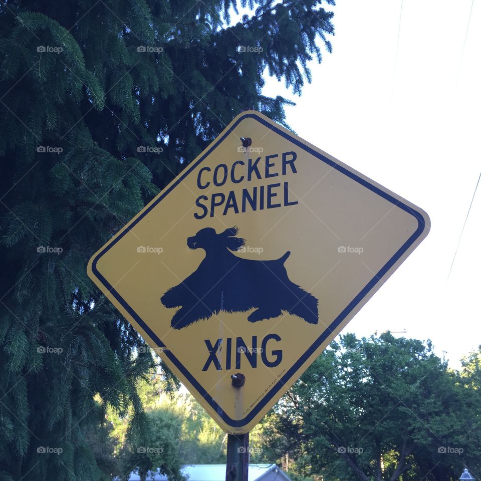 Cocker crossing. Cocker spaniel crossing