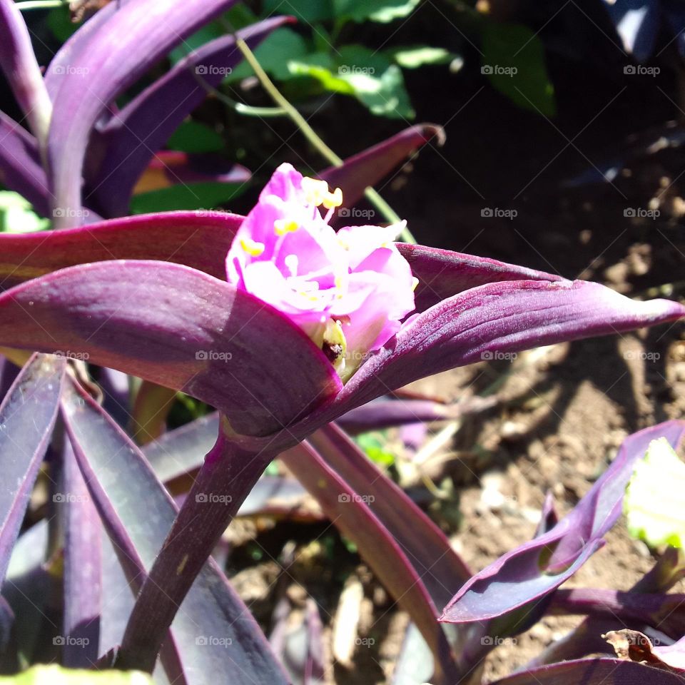 beautiful plante, nice decor, beautiful flower