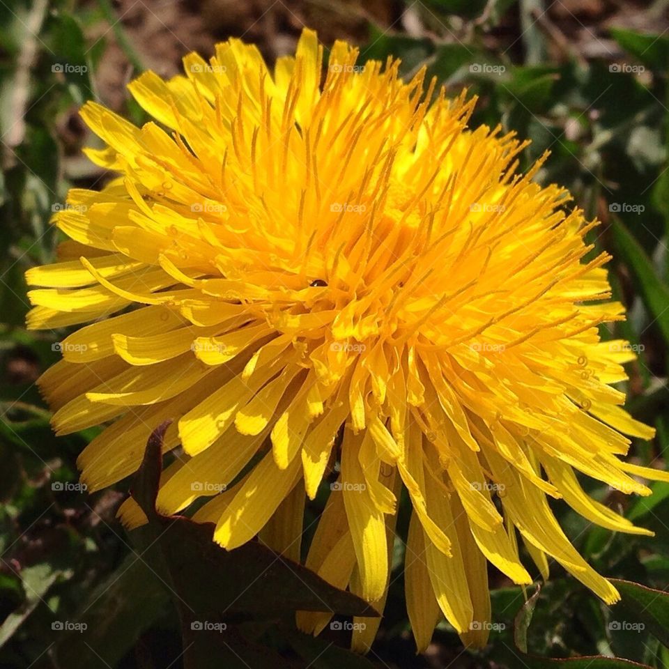 Dandelion