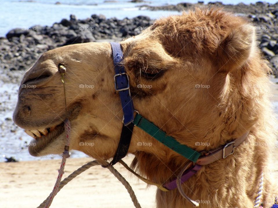 Happy camel at beach
