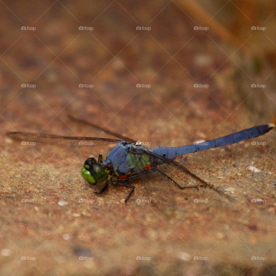 Dragonfly 