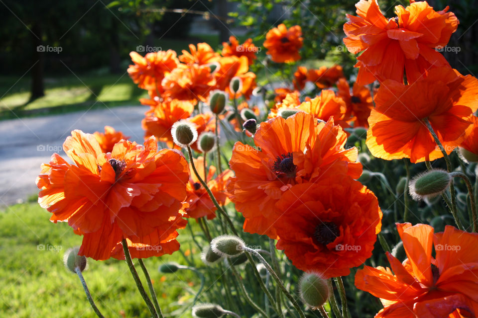 Poppy flowers bathing in summer sunlight