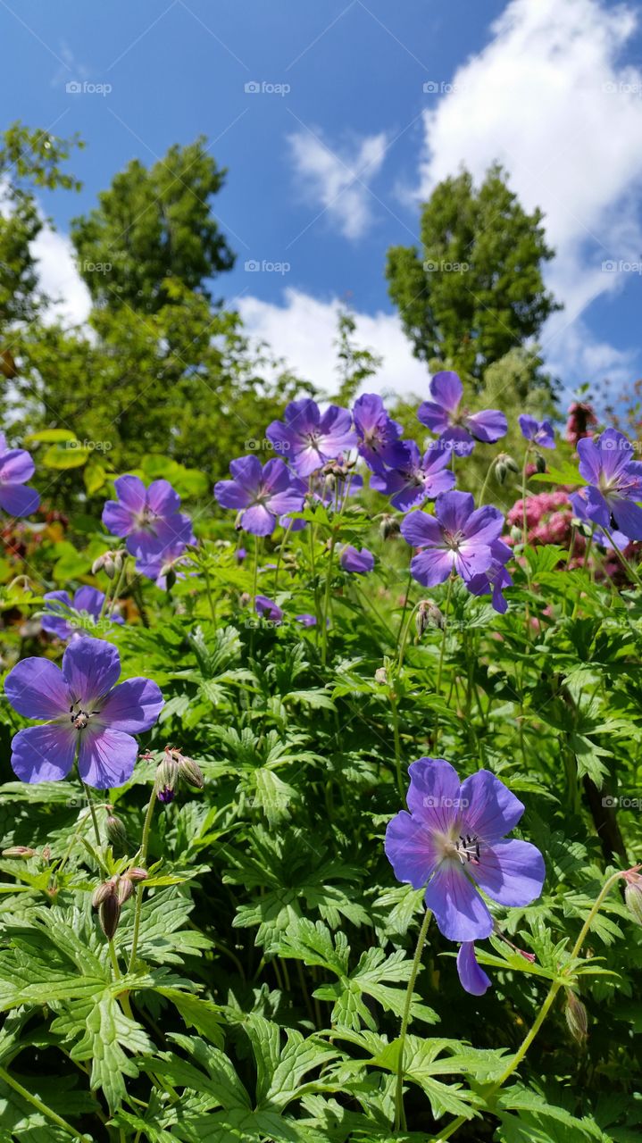 Spring blooms. purple flower