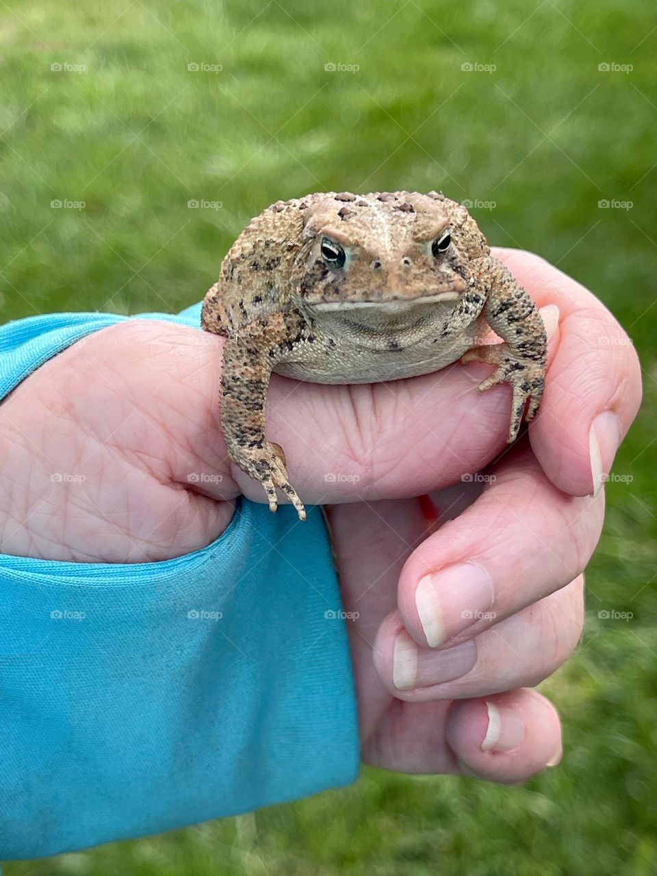 Friendly frog