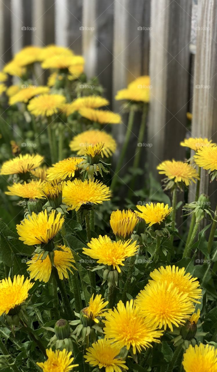 dandelion or weeds