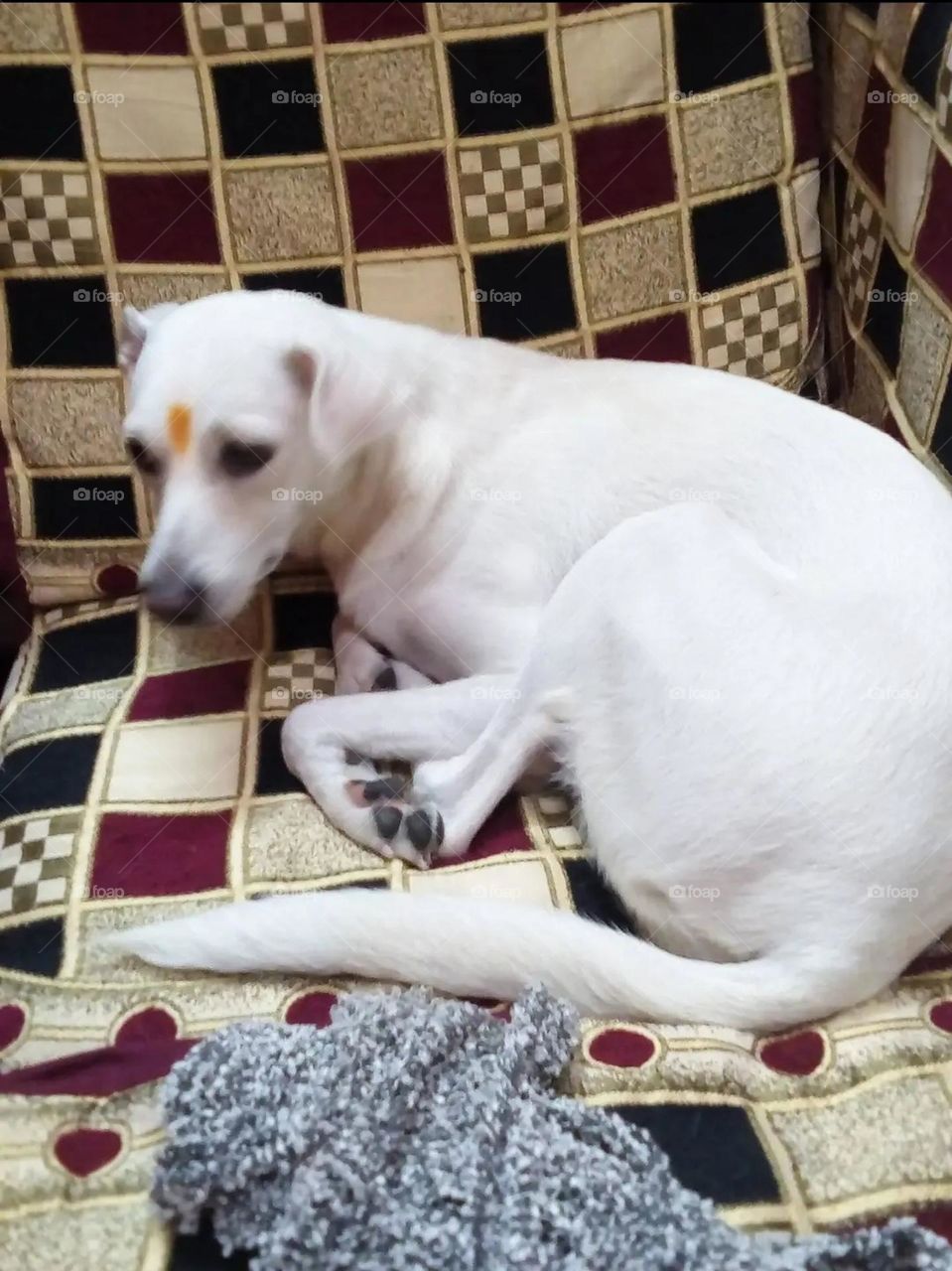 my most beautiful and cute dog