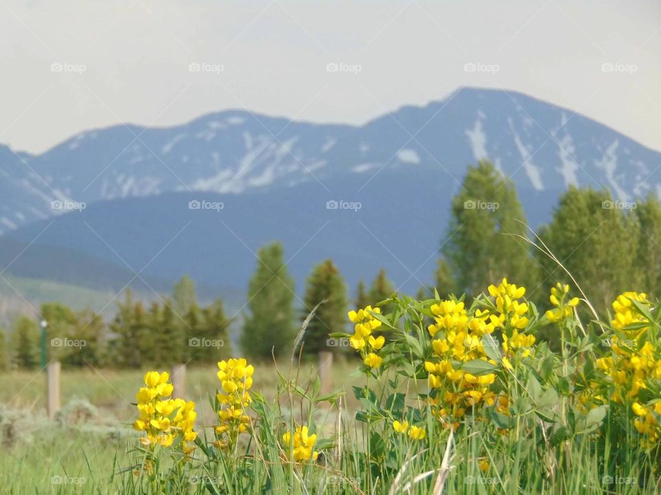 Flowers with a view