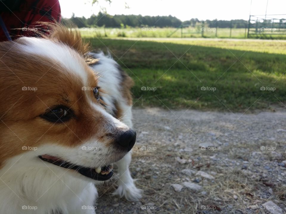 Close-up of a dog