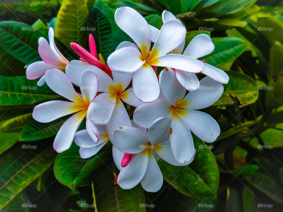 A bunch of white coloured plumeria flowers with yellow and orange shade having green leaves background. Indian flower.