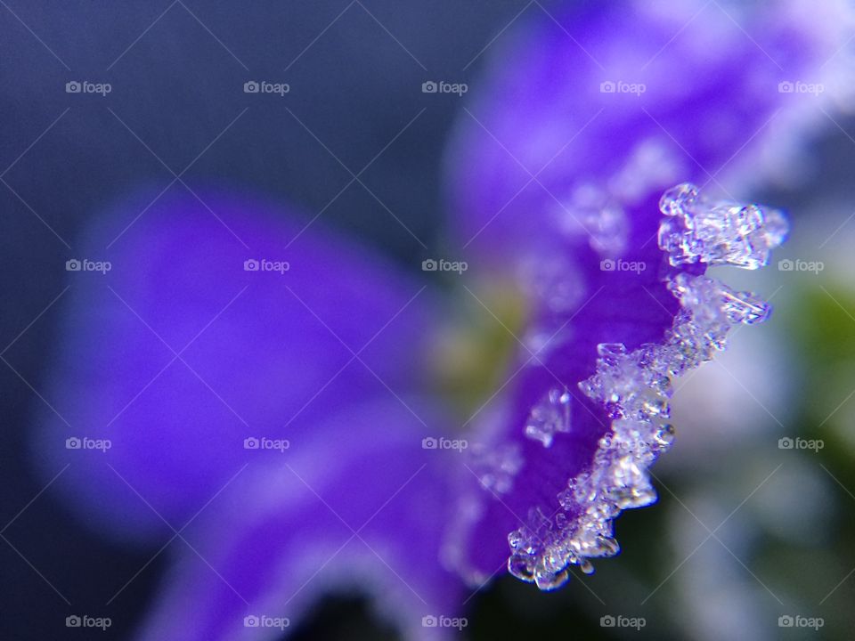 Today’s heavy frost .. snapped a close up of a purple Aubretia petal 