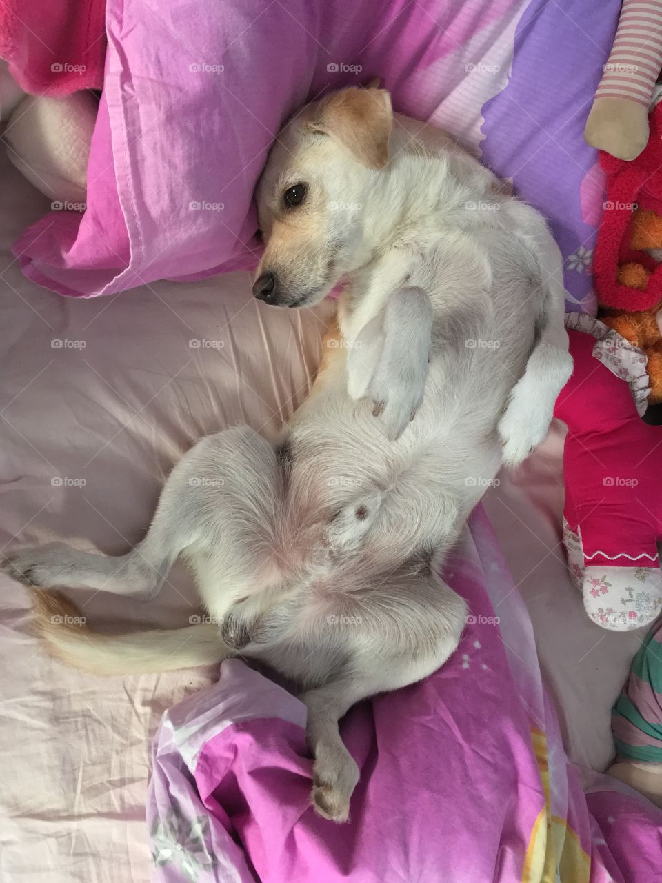 My dog Mickey in my bed