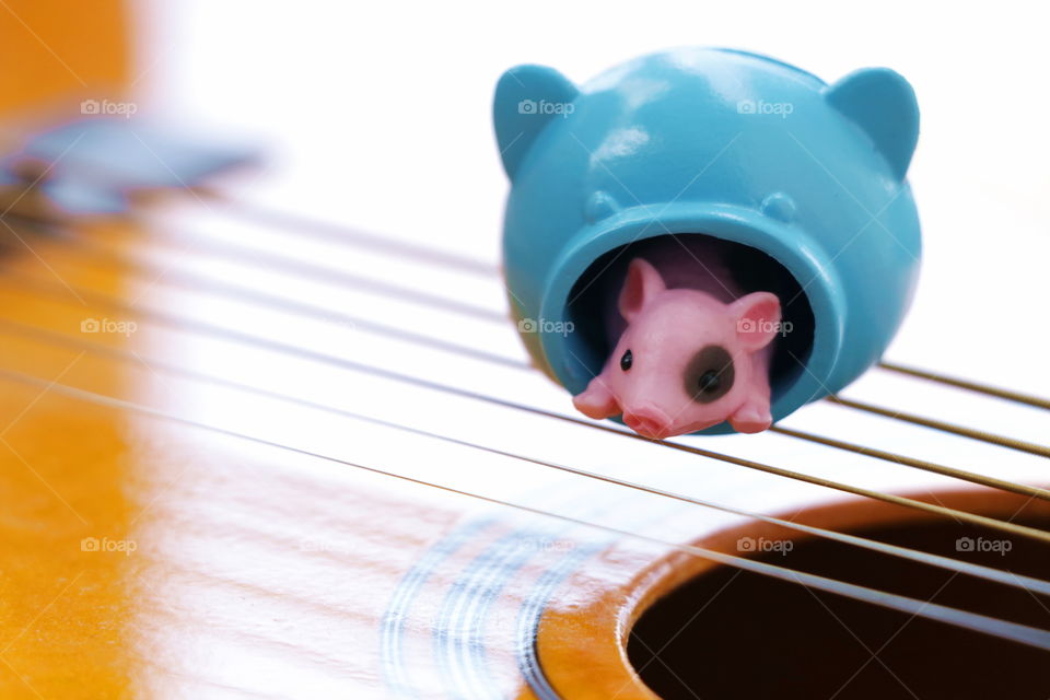 Miniature pig love the music