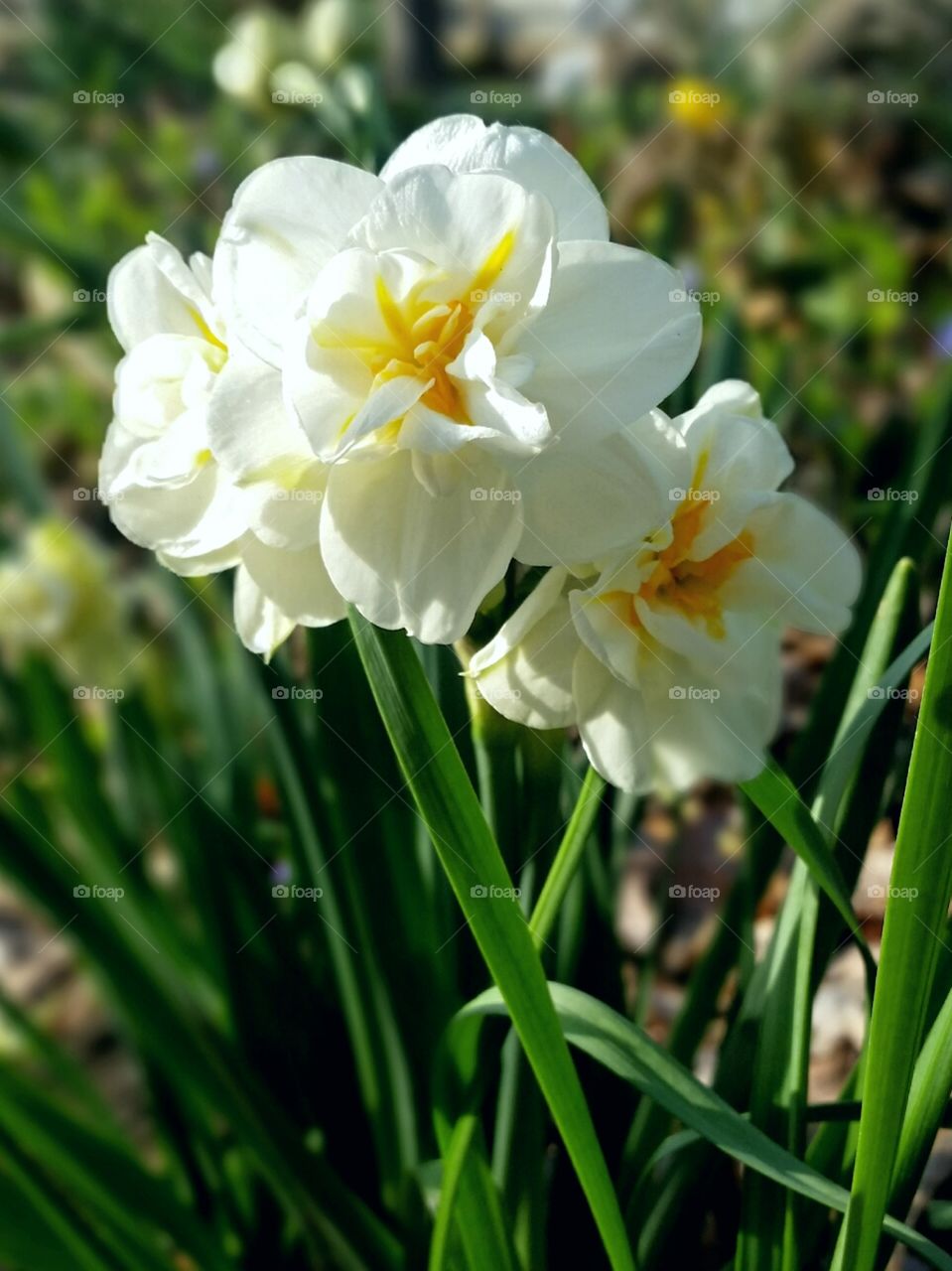 Daffodils