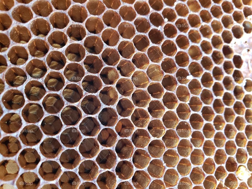 close up of honeycomb, hexagon, pattern, symmetry