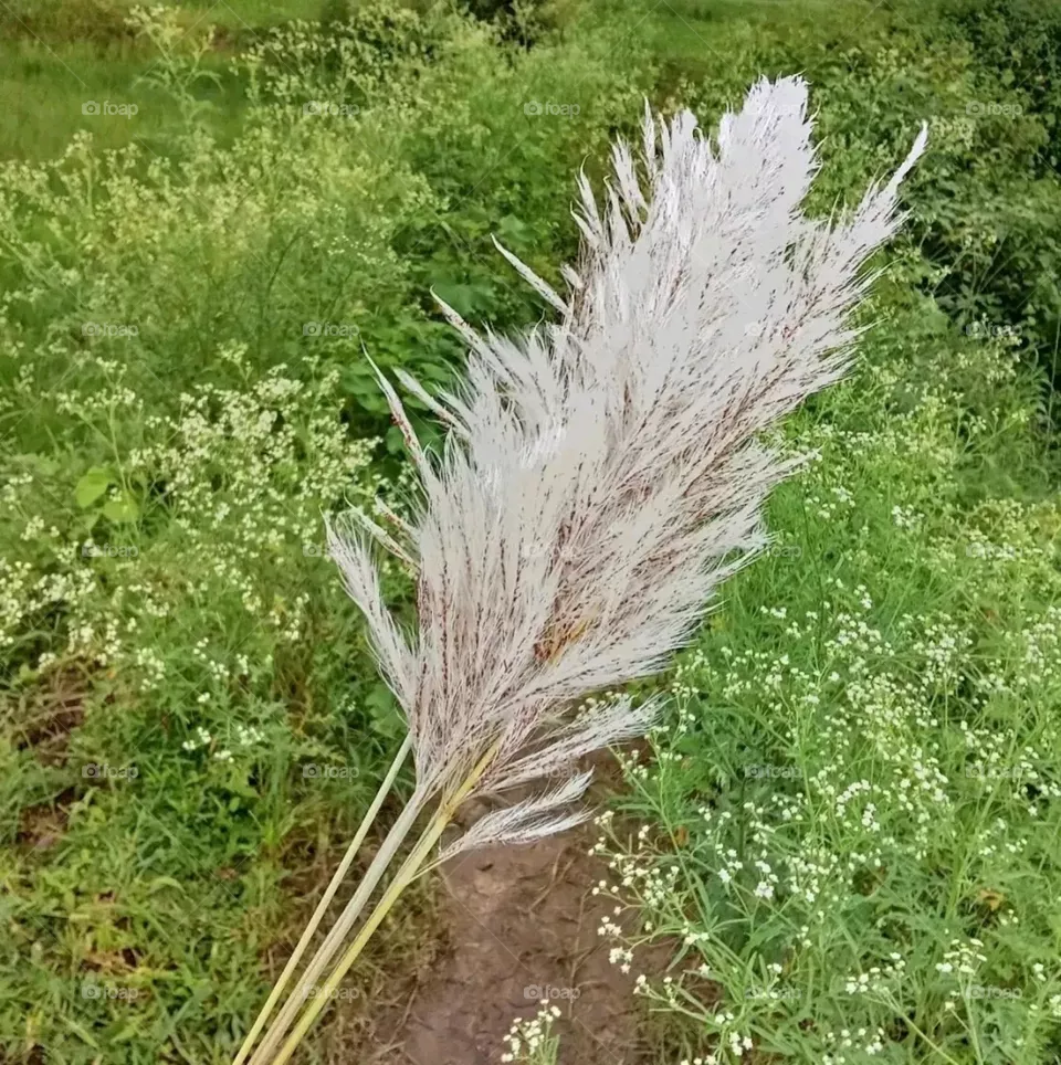 Beautiful and attractive grass growing inside the field.