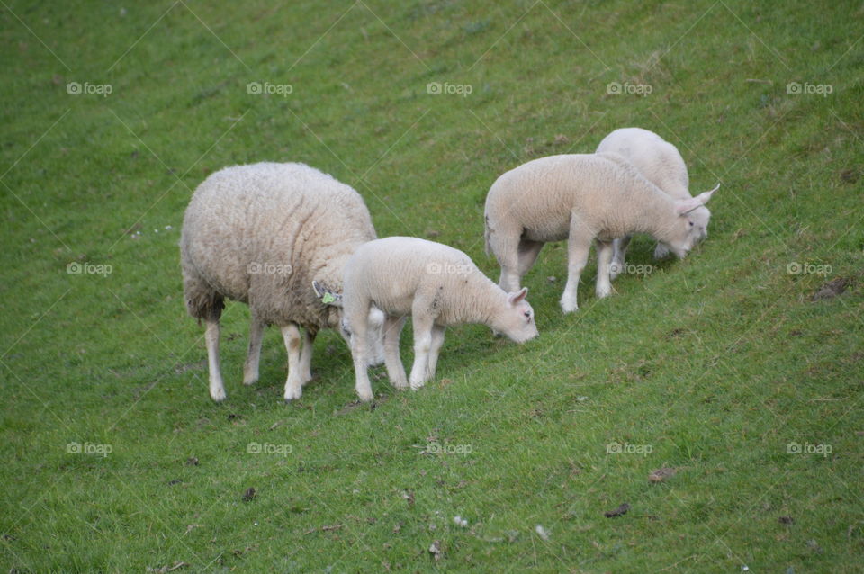 Mother Sheep And Lambs