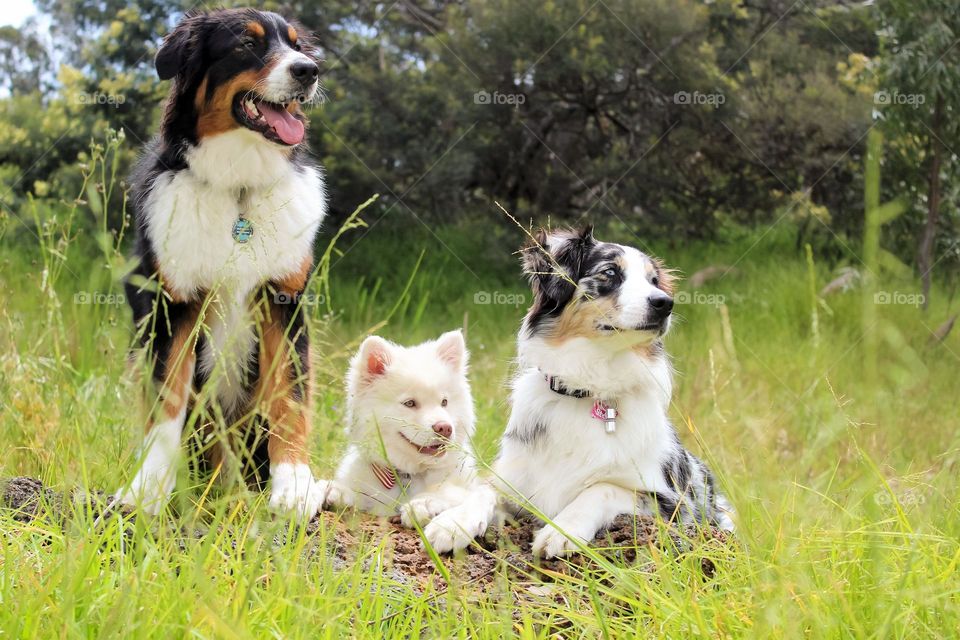 three dogs are resting on a meadow near the forest