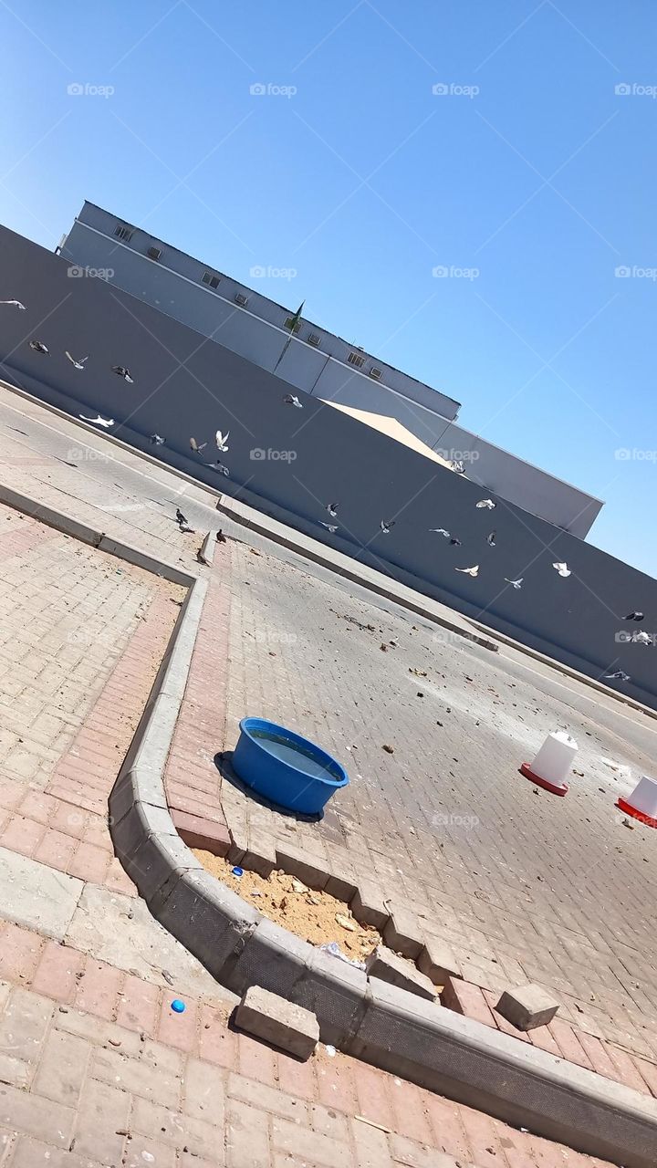 The shape of the homing pigeon