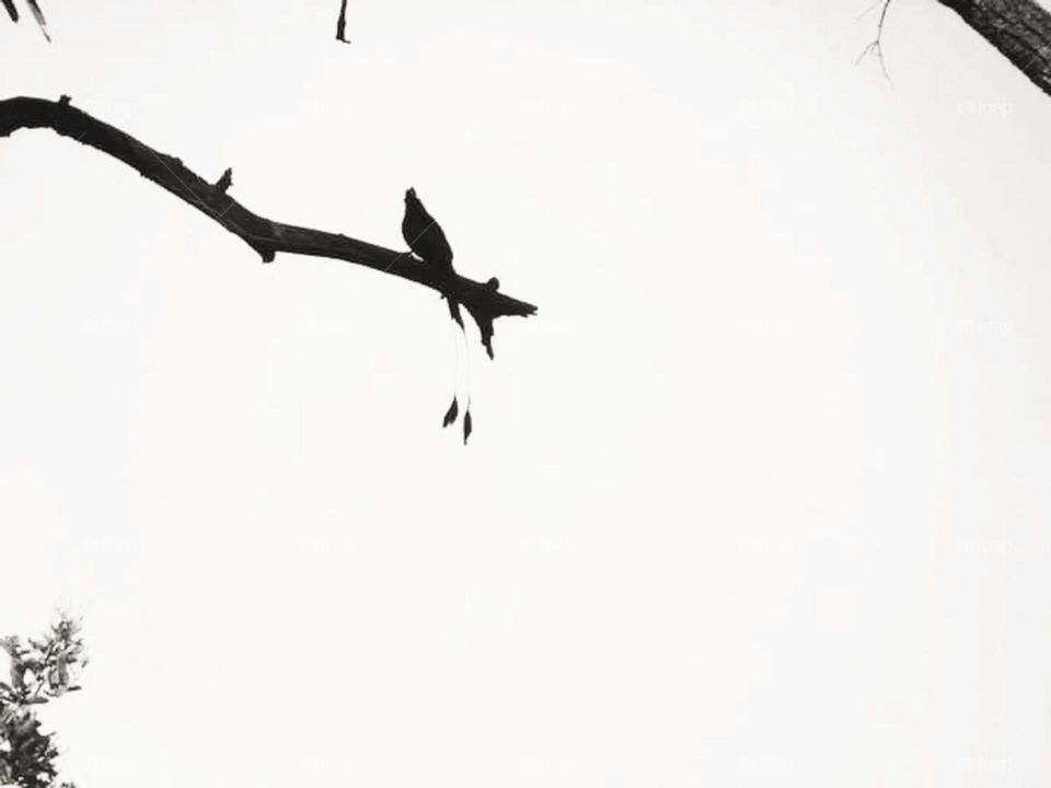 a crow sittings on a branch of a tree