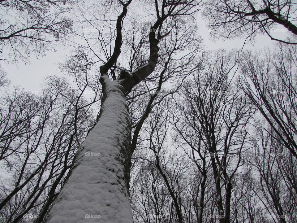 Winter in the city park