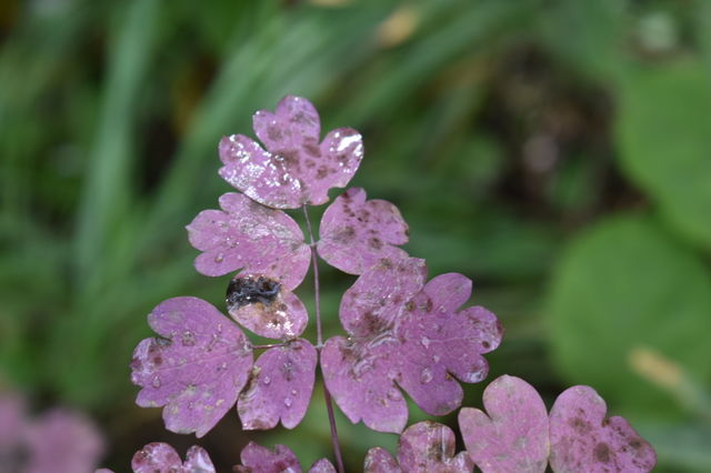 Purple leaves 