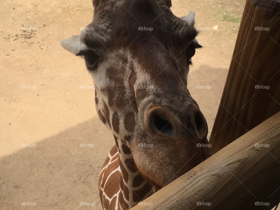 Giraffe 