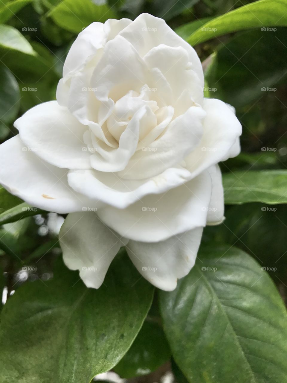 Gardenia 