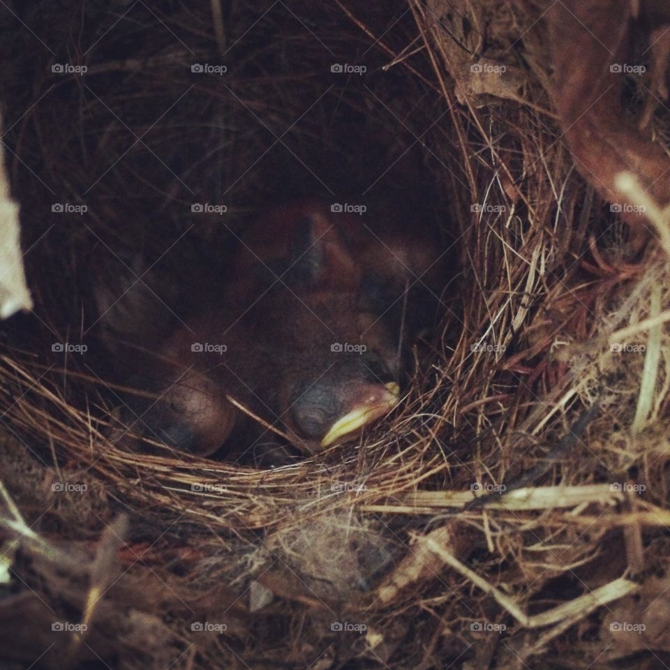 Baby birds