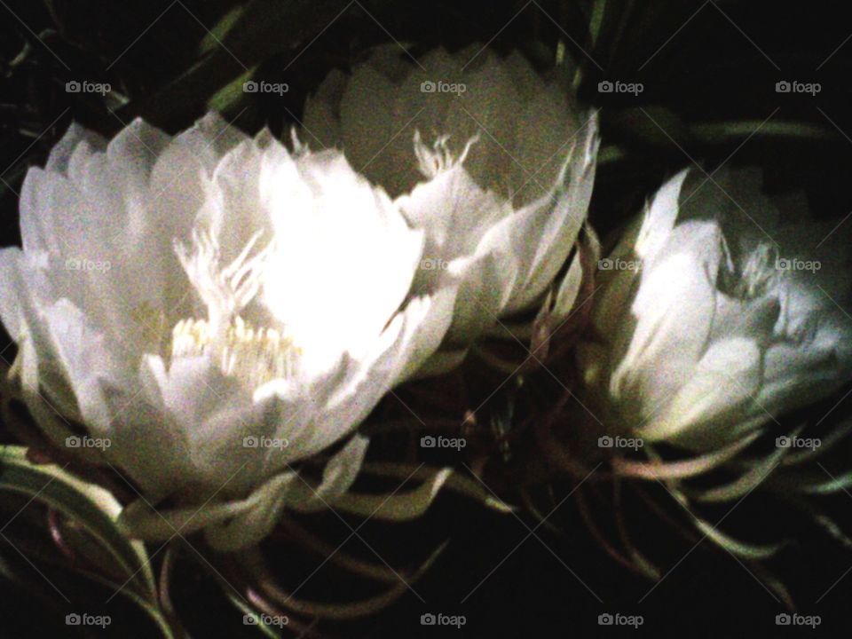 flower night white