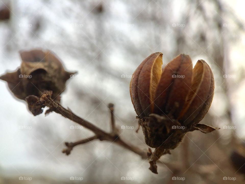 Dry seeds. Macro 