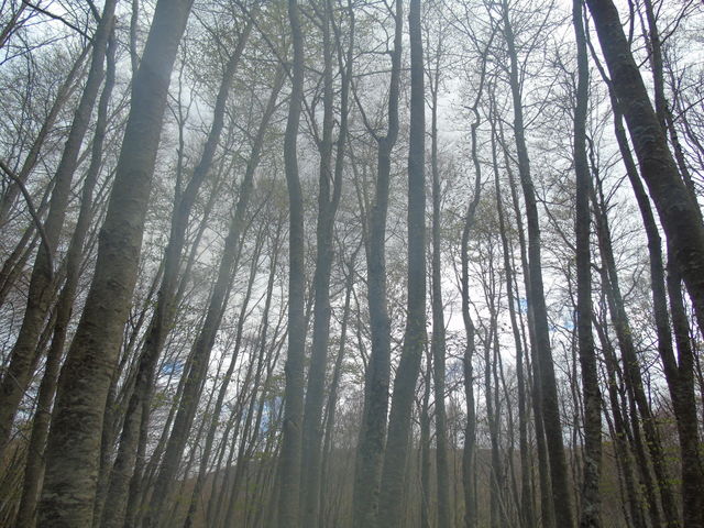 Fog