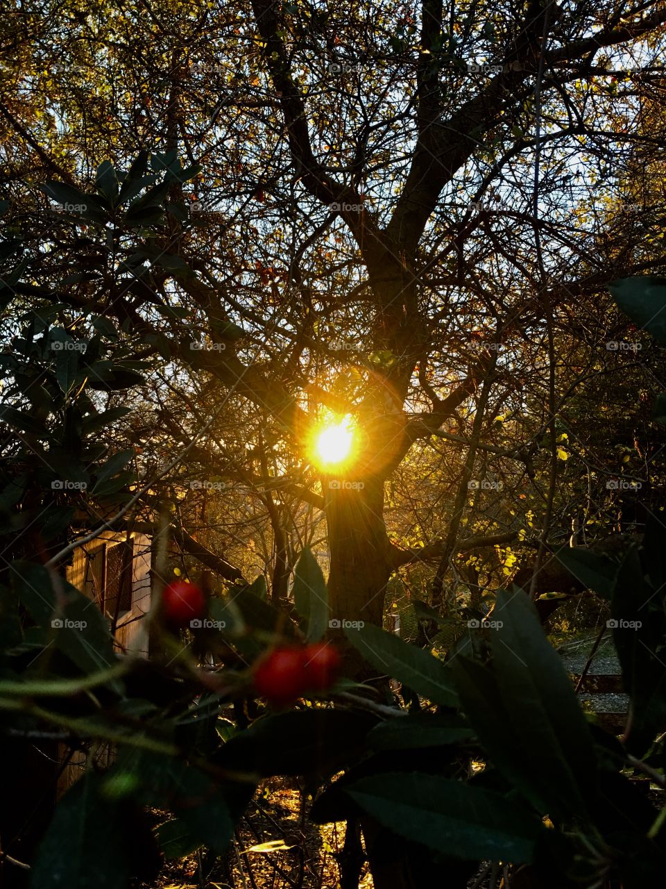 Red berries in sunlight 