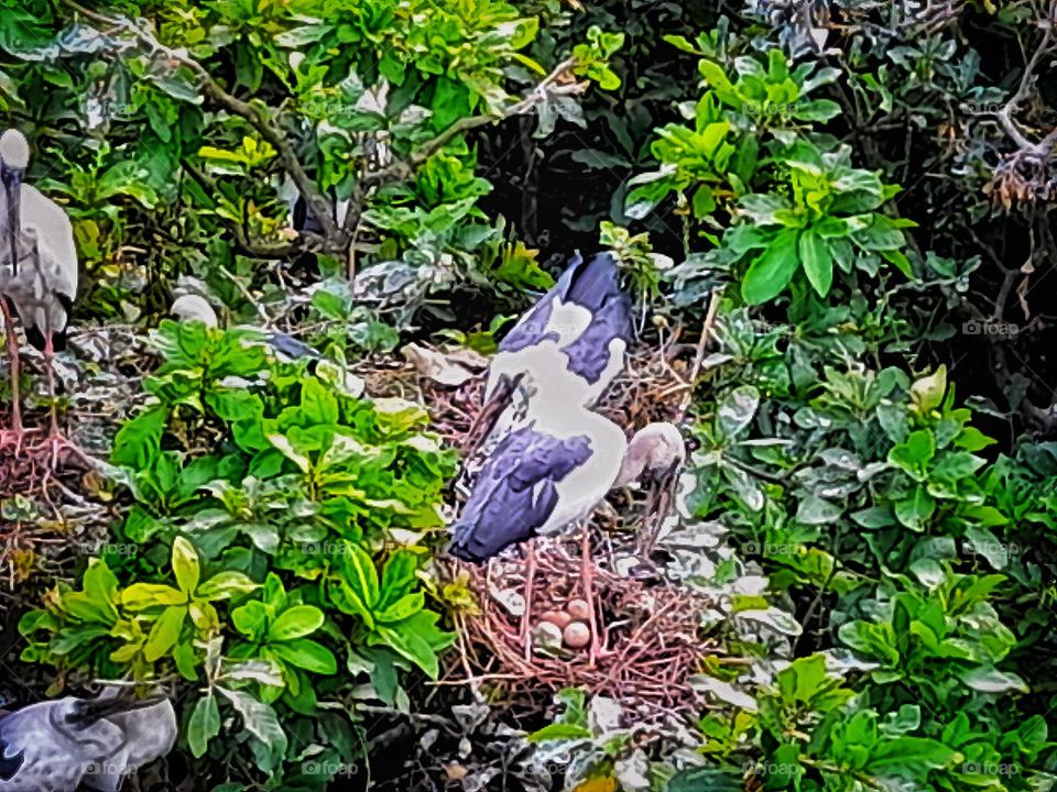 Eggs on the nest 🪹.  The mother migratory bird is just looking carefully on the egg. Her partner also assists her.
