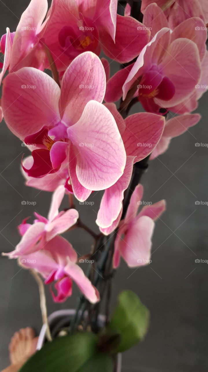 orchid