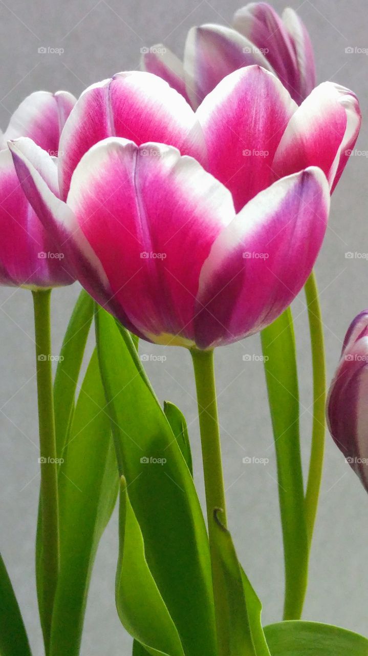 Bouquet of pink purple tulips