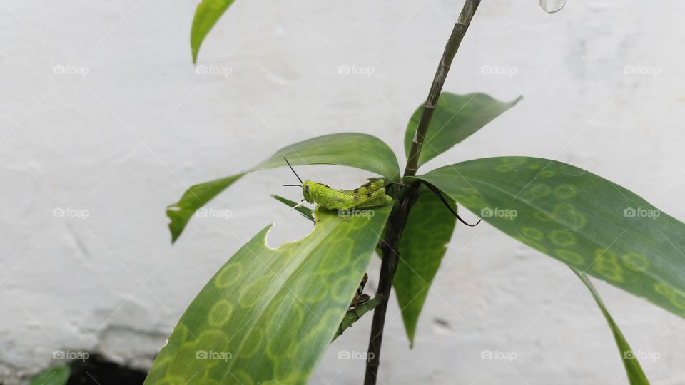 grasshopper on a leaf