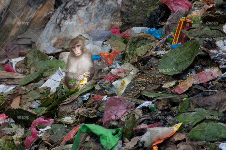 Monkey sitting in a pile of garbage in Pashupatinath, Nepal.