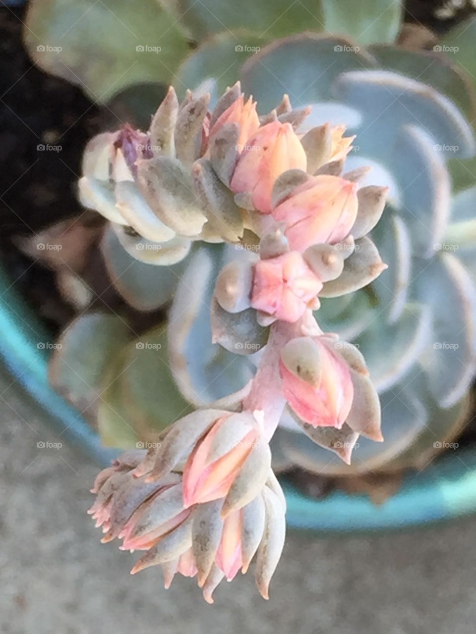 Succulent