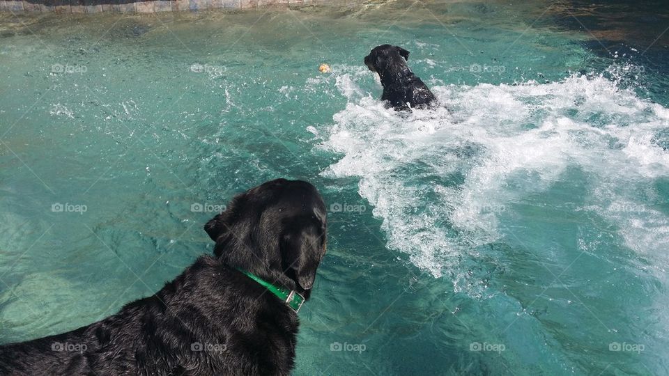 Dogs in pool