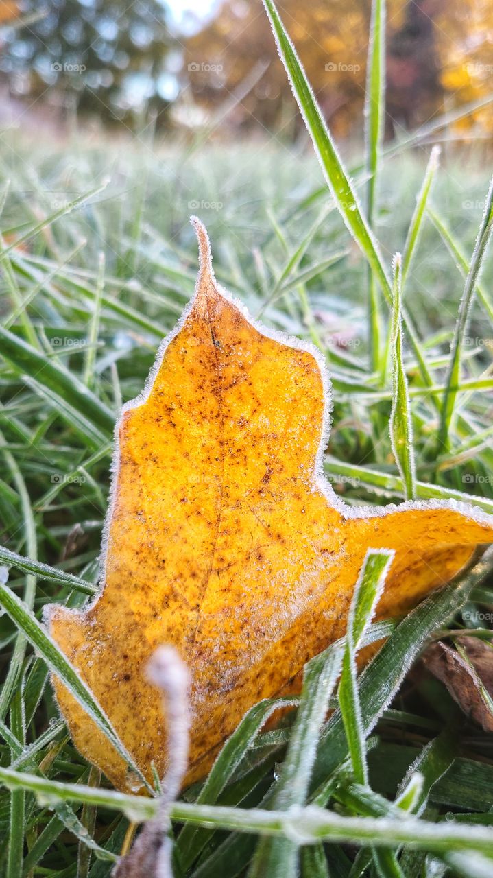 frosty autumn leaf