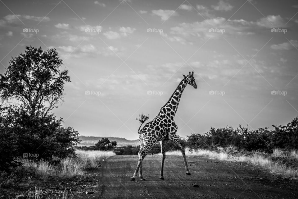 giraffe running across a dirt road